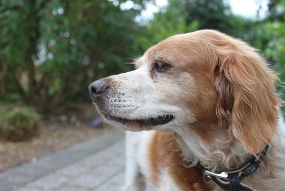 Rüyada köpek görmek ne anlama gelir?