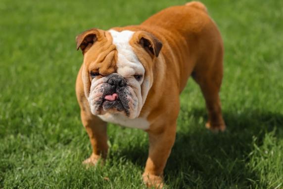 Rüyada köpek görmek ne anlama gelir?