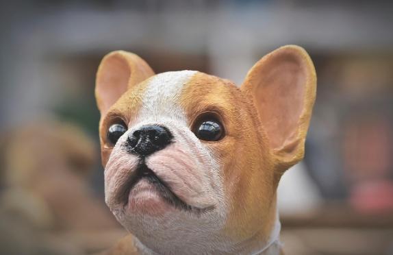 Rüyada köpek görmek ne anlama gelir?