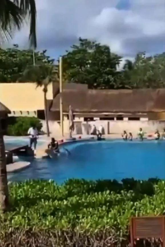 Yunus balığı, gösteri sırasında köprüye çarparak öldü