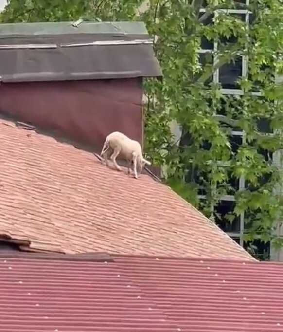 Çatıya çıkan koç hem güldürdü hem uğraştırdı
