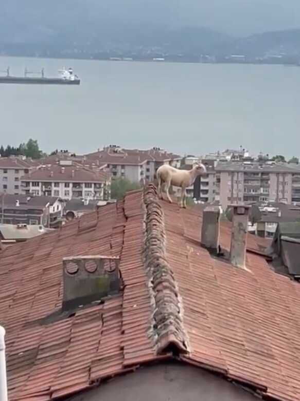 Çatıya çıkan koç hem güldürdü hem uğraştırdı