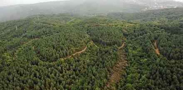 Muğla'da ormanlara giriş yasak mı? Ormanlara giriş yasağı ne zaman başlıyor, ne zaman bitiyor?
