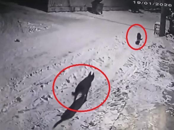 Mahalleye inen kurtları, elinde çaydanlıkla koşarak uzaklaştırdı