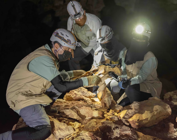 Suudi Arabistan'da bir mağarada 7 mumyalanmış çita bulundu