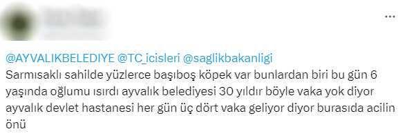 Başıboş sokak köpeği sorunu, Ayvalık sakinlerine isyan ettirdi! Her gün 3-4 vaka geliyor