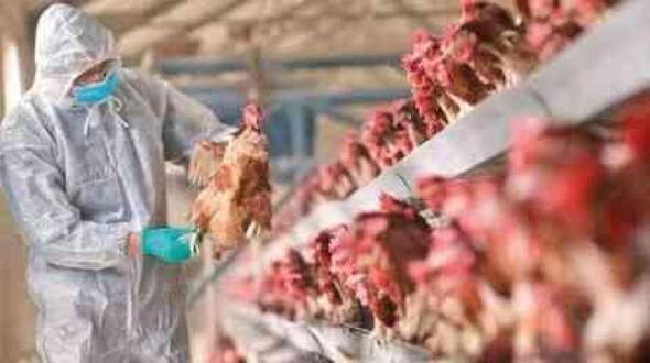 Kuş gribi hayvandan insana geçer mi? Kuş gribi etten bulaşır mı?