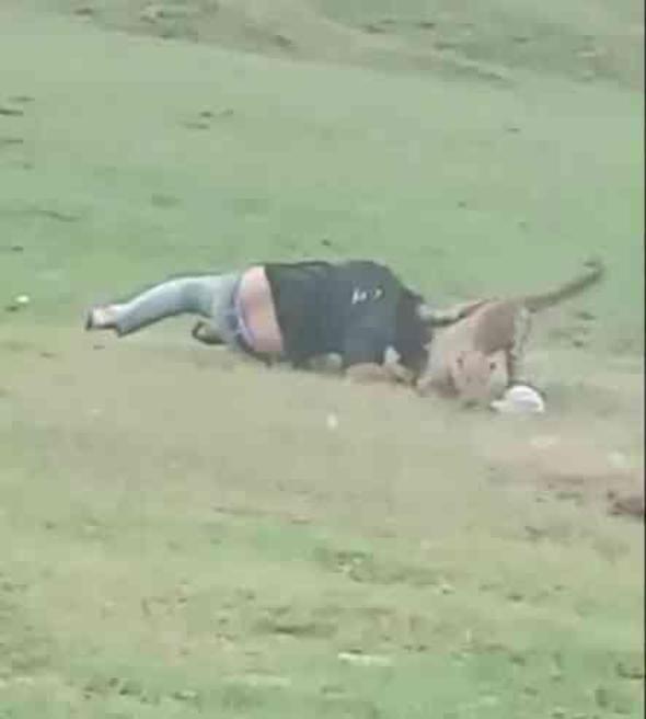 Hindistan'da piknik yapan insanlara saldıran leopar, 3 kişiyi yaraladı