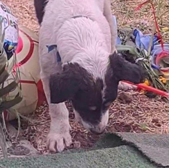 Sahibinin mezarını kazmaya çalışan sadık köpek, izleyenleri göz yaşlarına boğdu