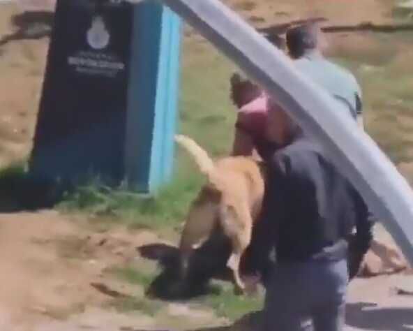 İstanbul'un göbeğinde kan donduran görüntü! Tasmasız gezdirilen köpek dehşet saçtı