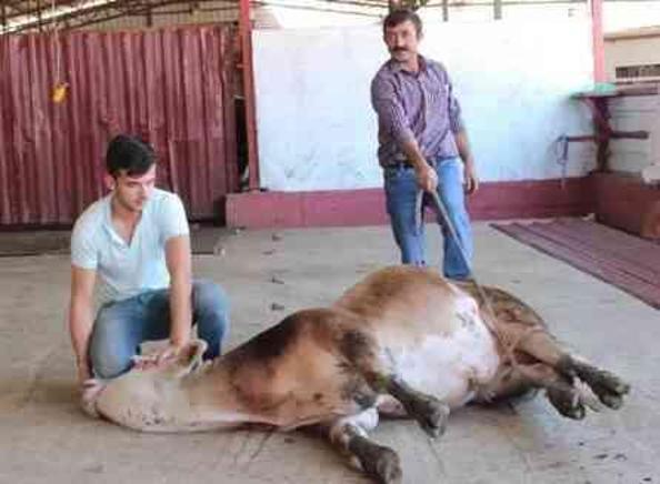 Kurban keserken nelere dikkat edilmelidir? İlk defa kurban kesen kişi ne yapmalı?