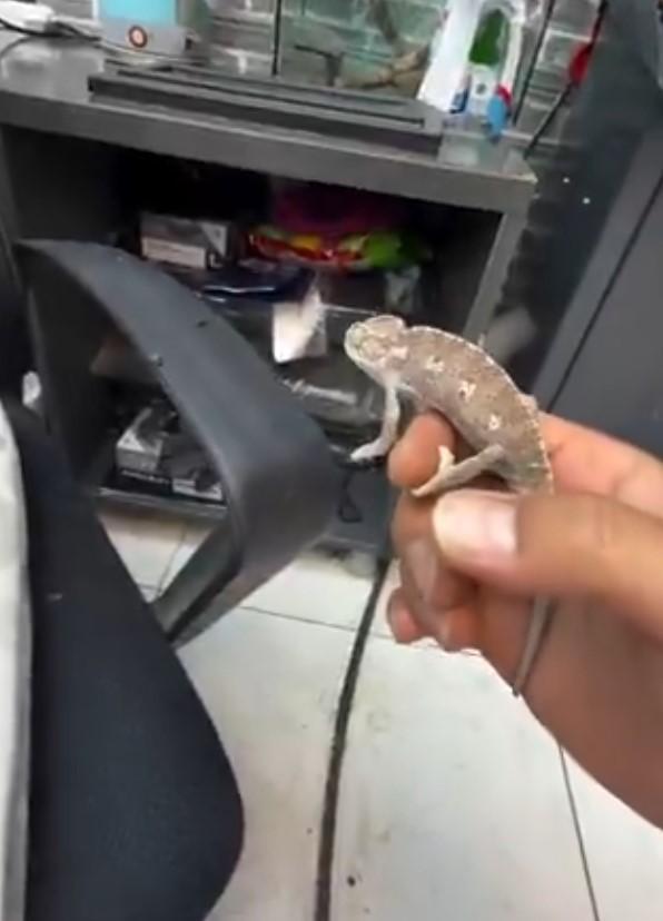 Sineklerle mücadele etmek için bukalemun beslemeye başladı