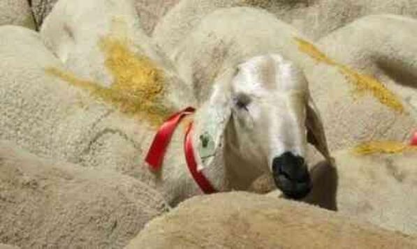 Kredi kartıyla kurban satın almak caiz midir? Banka kredisiyle kurban kesilebilir mi?