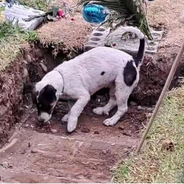 Sahibinin mezarını kazmaya çalışan sadık köpek, izleyenleri göz yaşlarına boğdu