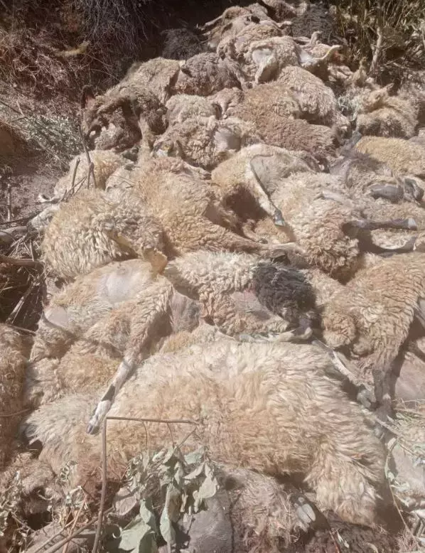 333'ü birinin peşinden gitti, zarar çok büyük