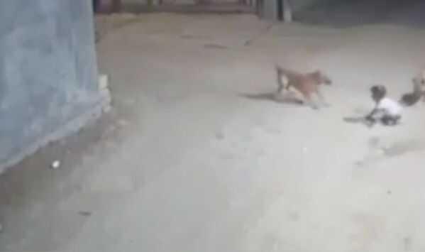 Irak'ta sokak köpeklerinin saldırısına uğrayan bebek yaralandı