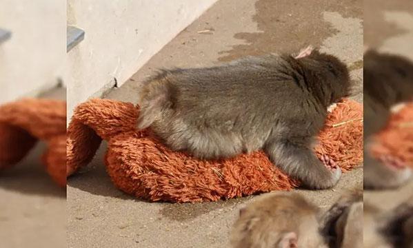 Annesi tarafından terk edilen maymun viral oldu! Aradığı şefkati peluş oyuncakta buldu
