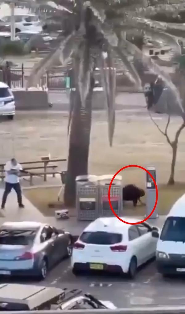 Avustralya'daki saldırıyla ilgili kan donduran detay! Arabadan çok sayıda bomba çıktı