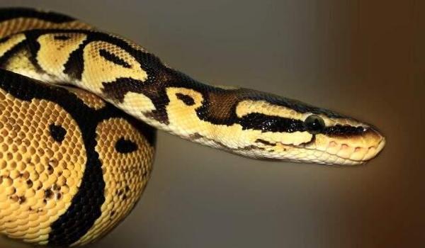 Rüyada yılan görmek ne anlama gelir? Rüyada yılanlar görmek ne anlama gelir?