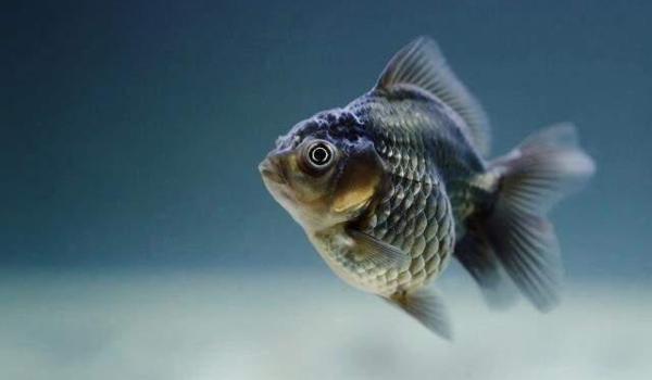 Rüyada balık görmek ne demek? Rüyada balık yemek, tutmak, yakalamak, temizlemek ne demek?