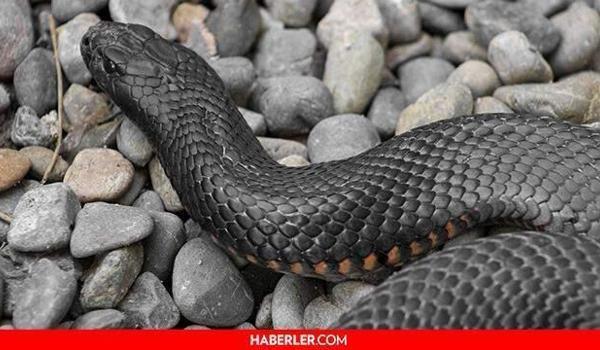 Rüyada yılan görmek ne anlama gelir? Rüyada siyah, sarı, yeşil ve beyaz yılan görmek ne anlama gelir? Rüyada yılan görmek diyanete göre ne demektir?