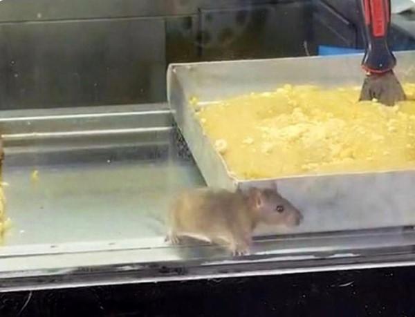 Börek tezgahında fareler cirit attı