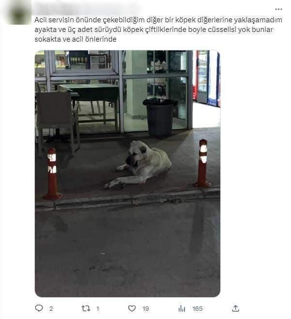 Başıboş sokak köpeği sorunu, Ayvalık sakinlerine isyan ettirdi! Her gün 3-4 vaka geliyor