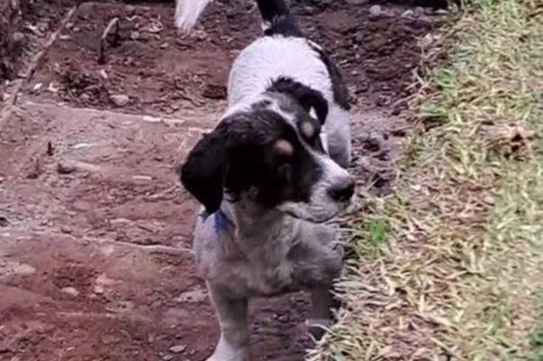 Sahibinin mezarını kazmaya çalışan sadık köpek, izleyenleri göz yaşlarına boğdu