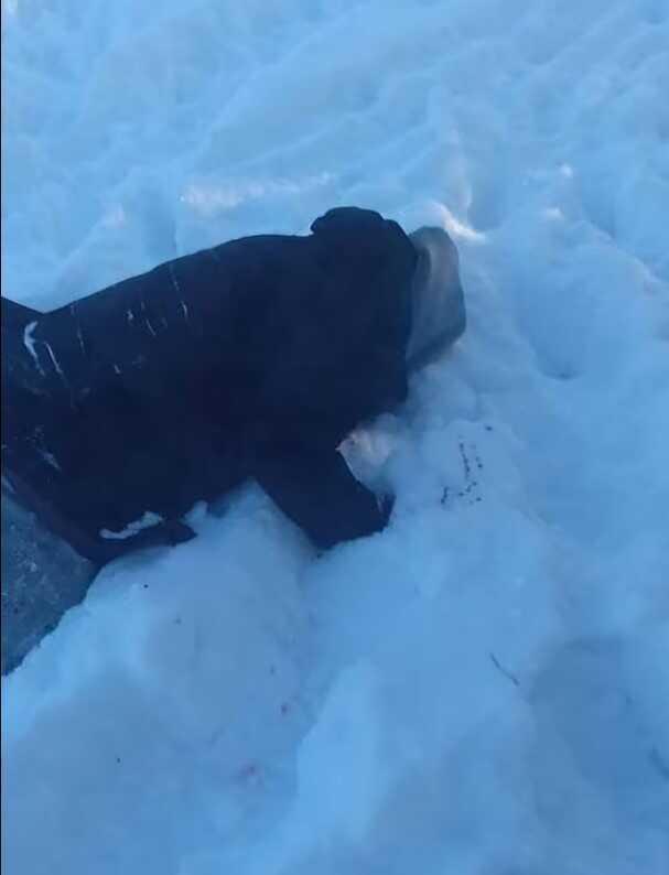 Rusya'ya sığınan Ukraynalı milletvekili Moskova'da öldürüldü. Ukrayna Güvenlik Servisi, hainlere gözdağı vermek için suikast görüntülerini yayınladı