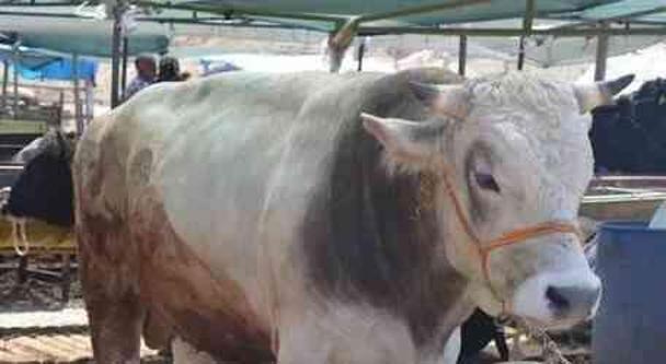 Kurban Bayramı hangi gün? AREFE GÜNÜ NE ZAMAN? İşte bayram tarihleri..