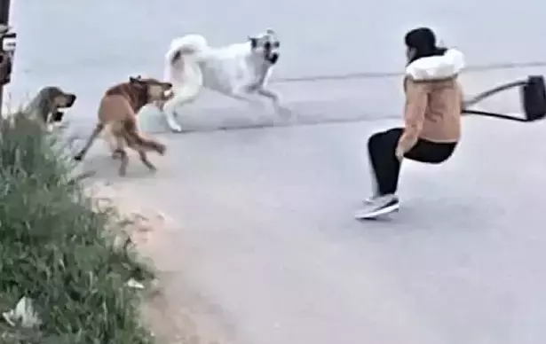 Belediyelere sahipsiz köpek başına 71 bin TL ceza kesilecek