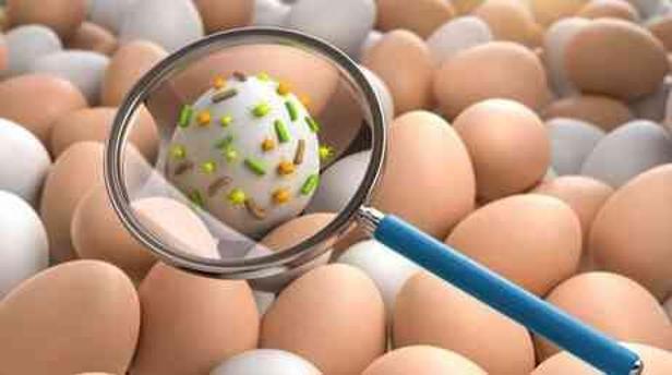 Salmonella nedir? Salmonella nereden bulaşır?