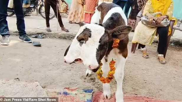 Çift başlı doğan buzağı kasaba halkını şaşırttı! Gözlerinin önünden ayırmıyorlar Çift başlı doğan buzağı kasaba halkını şaşırttı! Gözlerinin önünden ayırmıyorlar