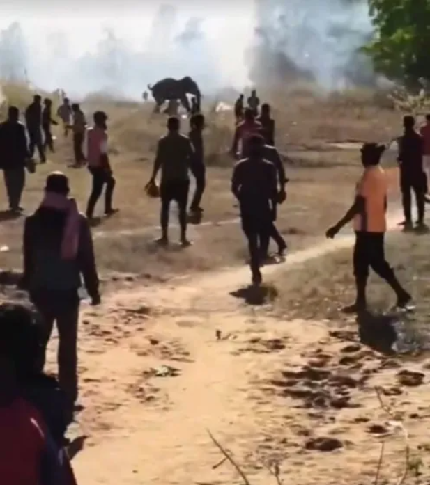 Kontrolden çıkan fil, 22 kişiyi öldürdü: Köylüler çatı ve ağaçlarda uyuyor