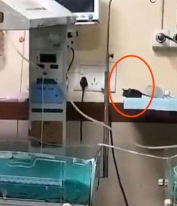 Yenidoğan ünitesinde fare dehşeti: İki bebek feci şekilde can verdi