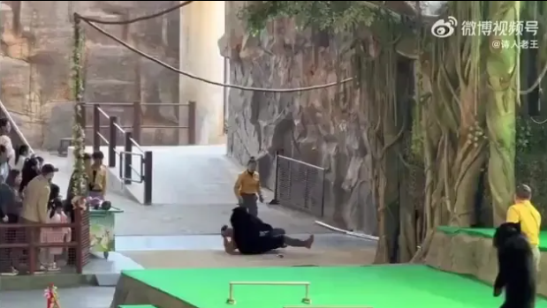 Yiyecek kokusuyla çıldıran ayı bakıcısını ağır yaraladı