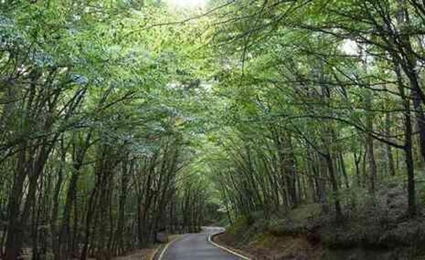 Manisa'da ormanlara giriş yasak mı? Ormanlara giriş yasağı ne zaman başlıyor, ne zaman bitiyor?
