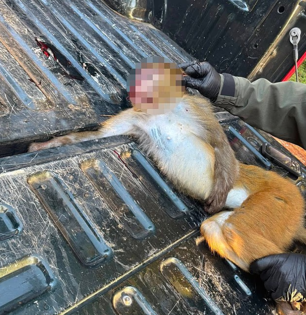 Anne, çocuklarını korumak için hastalıklı maymunu öldürdü