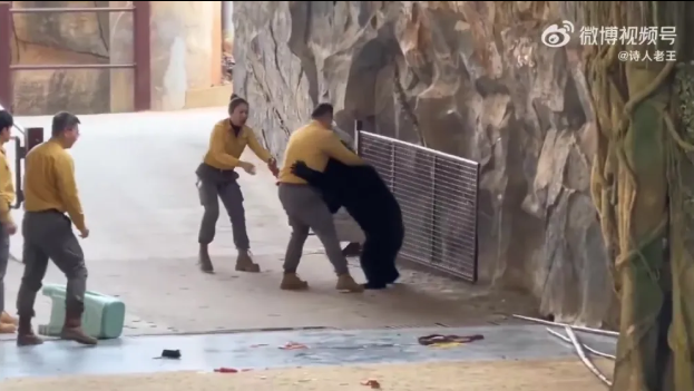 Yiyecek kokusuyla çıldıran ayı bakıcısını ağır yaraladı