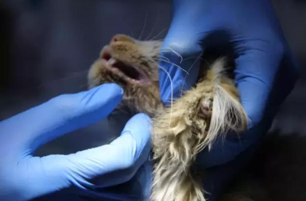 Kedi AIDS olur mu, kediden insana AIDS bulaşır mı? AIDS olan kedi hangi ilde?