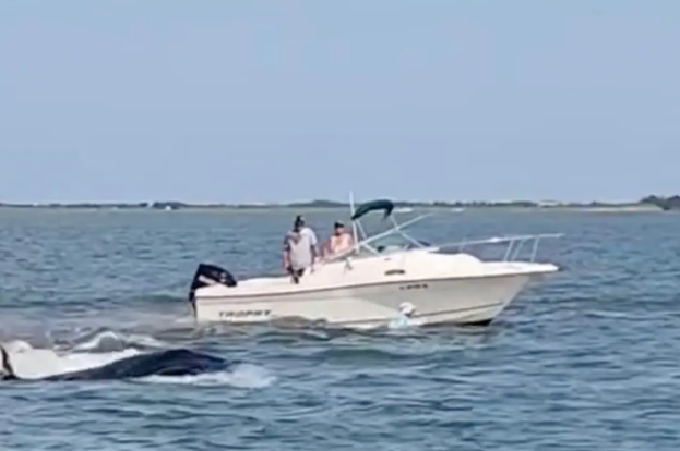 Şiddetli bir şekilde tekneye çarpan balina feci şekilde can verdi