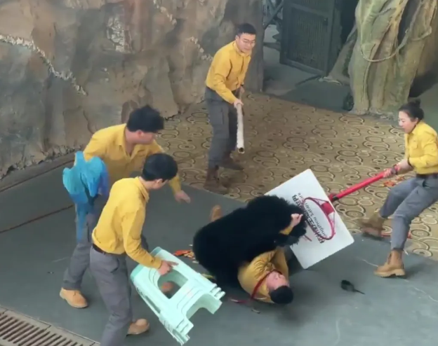 Yiyecek kokusuyla çıldıran ayı bakıcısını ağır yaraladı