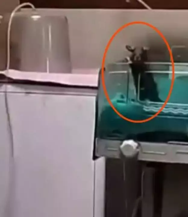 Yenidoğan ünitesinde fare dehşeti: İki bebek feci şekilde can verdi