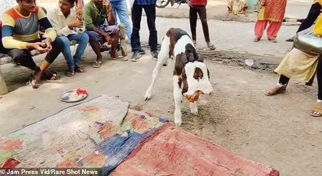 Çift başlı doğan buzağı kasaba halkını şaşırttı! Gözlerinin önünden ayırmıyorlar Çift başlı doğan buzağı kasaba halkını şaşırttı! Gözlerinin önünden ayırmıyorlar