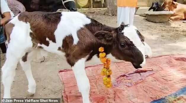 Çift başlı doğan buzağı kasaba halkını şaşırttı! Gözlerinin önünden ayırmıyorlar Çift başlı doğan buzağı kasaba halkını şaşırttı! Gözlerinin önünden ayırmıyorlar