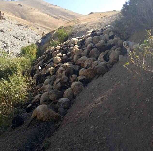 Hakkari'de Kurt Saldırısı: 300 Koyun Telef Oldu