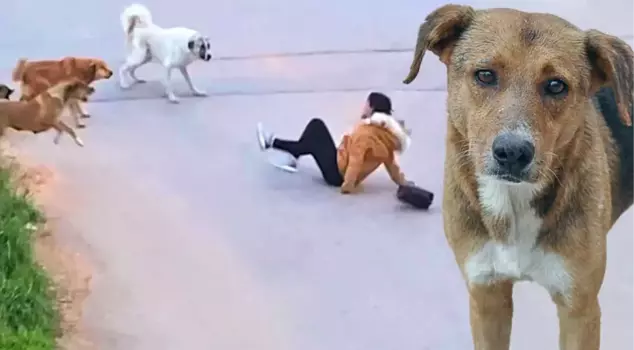 Will stray dogs be put to sleep? The draft work of the regulation regarding street animals is in the Parliament.