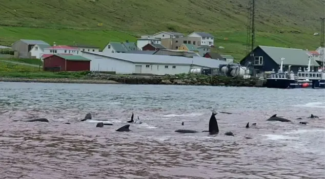 138 pilot whales were slaughtered by villagers during a 