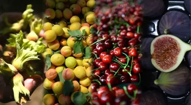 Turkey is the world leader in agricultural production! Hazelnut, cherry, fig, apricot, quince, and carob are at the top.