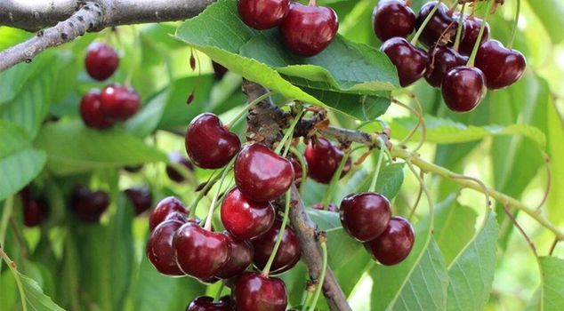 Cherry trees flourished in Amasya, with a harvest of 50 thousand tons.